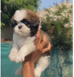 Order Female Shih Tzu  Puppy from Bangalore